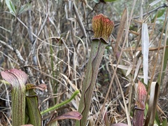 Sarracenia rubra