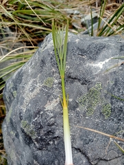 Aciphylla montana