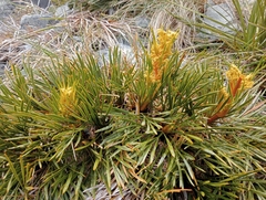 Aciphylla montana