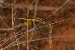 Trithemis dorsalis
