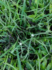 Cyperus mindorensis