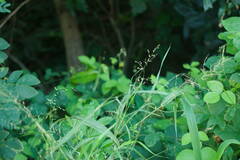 Panicum antidotale