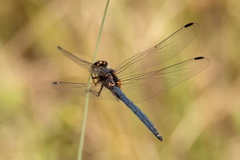 Trithemis dorsalis