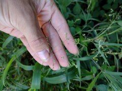 Panicum antidotale