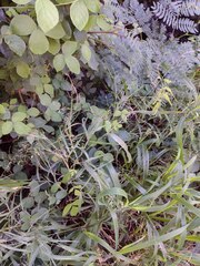 Panicum antidotale