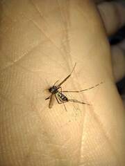 Stegomyia