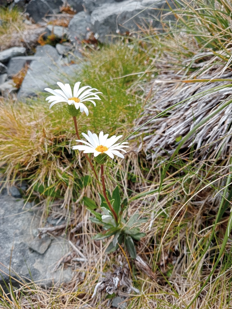 Strap- leaved Daisy from 7999, New Zealand on January 01, 2023 at 02:47 ...