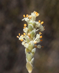 Pimelea argentea