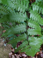 Diplazium taiwanense