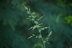 Panicum antidotale