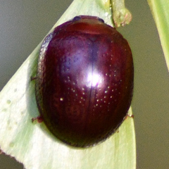 Dicranosterna picea