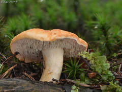 Hydnum rufescens