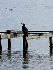Phalacrocorax carbo