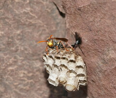 Polistes humilis humilis