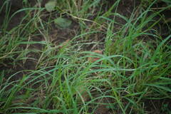 Eragrostis tenuifolia
