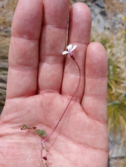 Lobelia linnaeoides