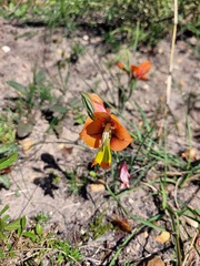 Gladiolus alatus