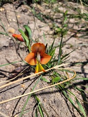 Gladiolus alatus