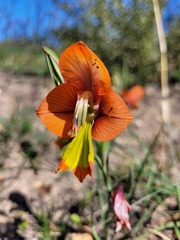 Gladiolus alatus
