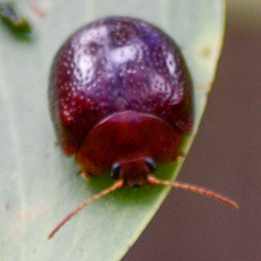 Dicranosterna picea