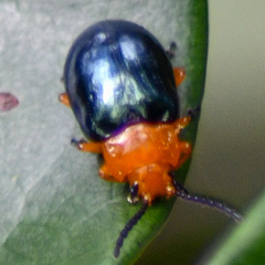 Lamprolina simillima