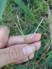 Bothriochloa pertusa
