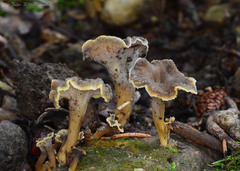 Craterellus undulatus