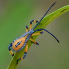 Amorbus robustus