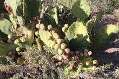 Opuntia