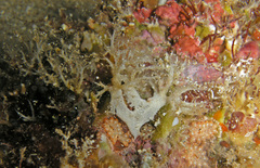 Miniacina