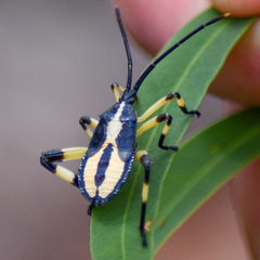 Amorbus robustus