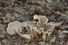 Craterellus undulatus
