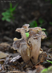 Craterellus undulatus