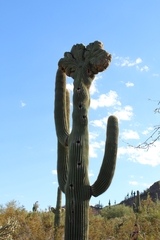 Carnegiea gigantea