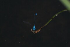 Pseudagrion microcephalum