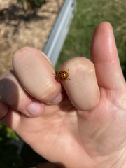 Henosepilachna sumbana