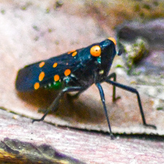 Desudaba maculata