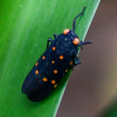 Desudaba maculata