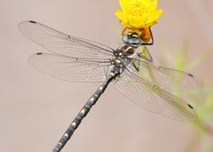 Notoaeschna sagittata