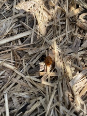 Henosepilachna sumbana