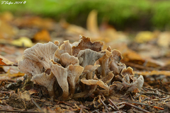 Craterellus undulatus
