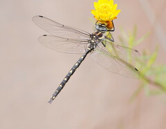 Notoaeschna sagittata