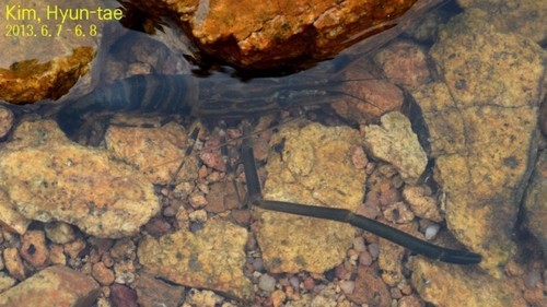 Macrobrachium koreana