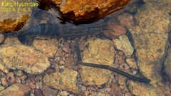 Macrobrachium koreana