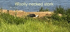 Ciconia microscelis