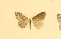 Hirasa theuropides