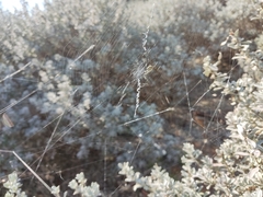 Argiope trifasciata