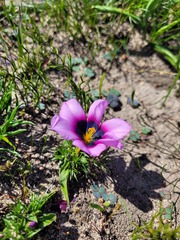 Moraea melanops
