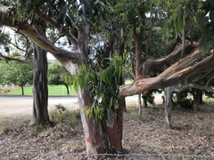 Eucalyptus saligna