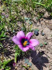 Moraea melanops
